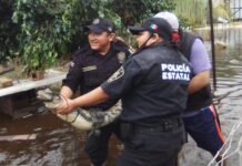 Lagarto se asoma en patio de Dzilam González
