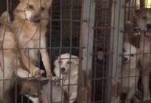 Rescatan a 170 perros de una granja de carne de Corea del Sur