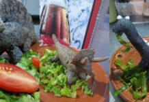 «Dinoquesadillas’ la nueva sensación en Coahuila