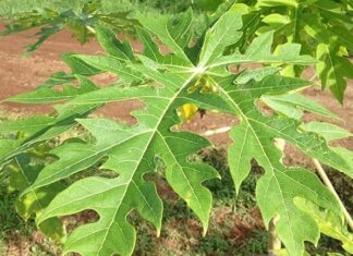 Hojas de papaya destacan por beneficios medicinales naturales