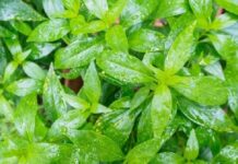 Tailandia da luz verde al uso de extractos de plantas para tratar el COVID-19