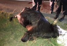 Res intenta cruzar la vía Umán-Muna y no la cuenta: murió atropellada
