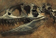 Hallan en México una nueva especie de dinosaurio