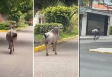 Antílope corre en calles de Puebla tras escapar de zoológico