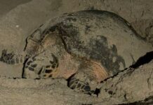 Tortuga desova en Progreso