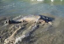 Piden evitar la manipulación de animales marinos