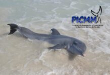 Especialistas llaman a reportar varamientos de mamíferos en la costa yucateca