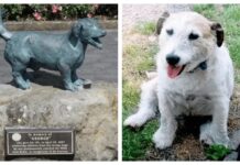 Crean estatua de George, el perrito que salvó a 5 niños de pitbulls