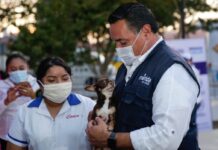 ¿Quieres adoptar un lomito o un gatito? Esta app te ayuda si vives en Mérida