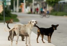 Queda prohibido dar de comer a animales en calles de Mérida