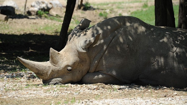 Muere Toby, el rinoceronte blanco más viejo del mundo 