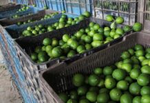 Aumento del precio del limón beneficia a citricultores yucatecos