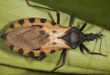 El pic y la peligrosa transmisión del Chagas