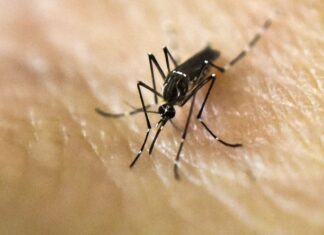 Alertan por reacciones cutáneas tras picaduras de mosquitos