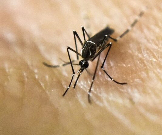 Alertan por reacciones cutáneas tras picaduras de mosquitos