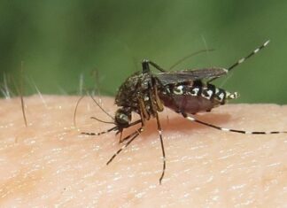 Yucatán, el estado con más casos de dengue en México