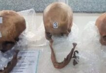 Cae en Argentina traficante de restos humanos; viajaba con 4 cráneos