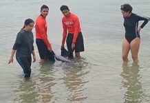 Delfín que recaló en Progreso se recuperó de sus heridas