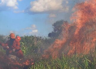 Yucatán en alerta: se intensifican incendios forestales