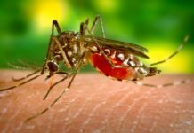 Dengue: Cuncunul y Celestún, focos rojos en Yucatán