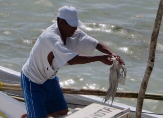 Precios bajos en pulpo preocupa a pescadores yucatecos