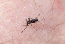 Casos de dengue en Yucatán continúan en aumento