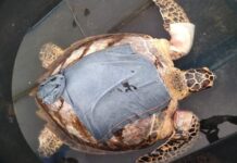 Tortugas atacadas por perros salvajes en costas de Yucatán