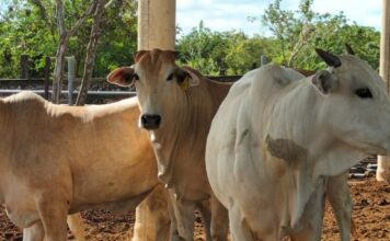 Crecimiento en la producción de carne de res en Yucatán