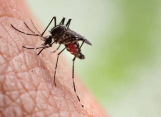 dengue Yucatán