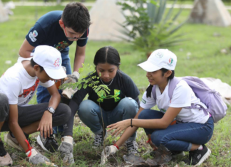 Empresas se suman a campaña de reforestación en Yucatán