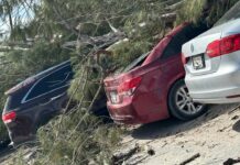 Árboles caídos y vehículos dañados por fuertes vientos