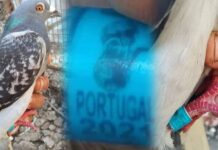 Encuentran a una paloma con mensaje de Portugal de 2021