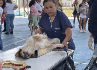 esterilización de mascotas