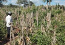 Más de la mitad de Yucatán en sequía Más de la mitad de Yucatán en sequía