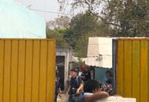 Increíble: un cerdo le quitó la vida a mordeduras