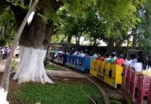 Centenario árbol cae sobre felinario en zoológico de Mérida