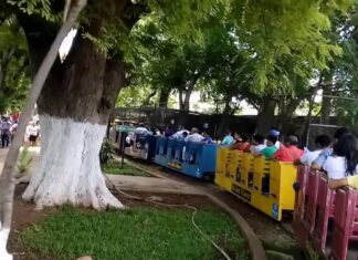 Centenario árbol cae sobre felinario en zoológico de Mérida