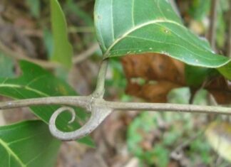 Uña de gato: prevención en cambios climáticos