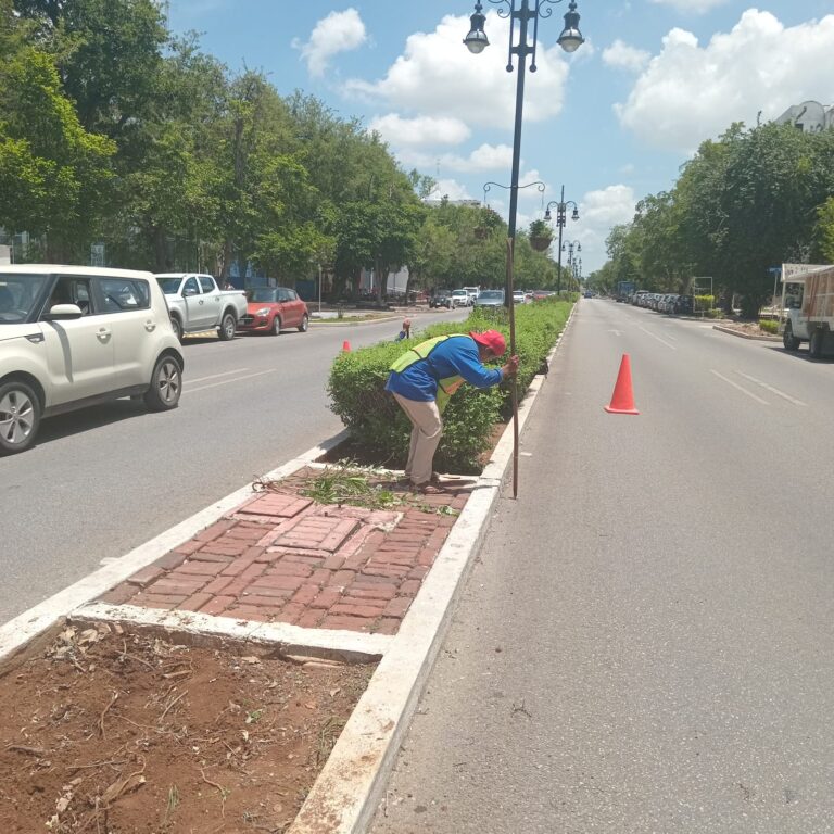 Modernizan sistema de riego en Paseo de Montejo
