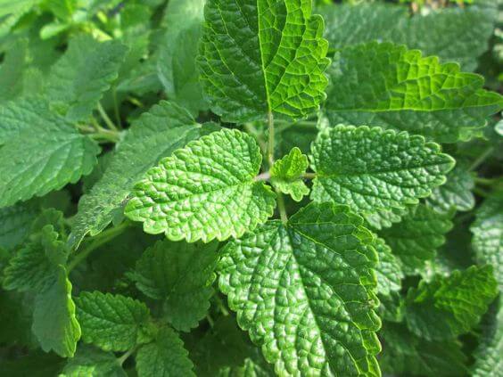 Conoce las propiedades antihistamínicas naturales de la ortiga 