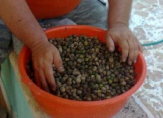 Semilla de ramón, el superalimento ancestral de Yucatán