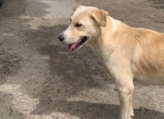 Chato deambula desconsolado tras cruel 4sesinato de dueños