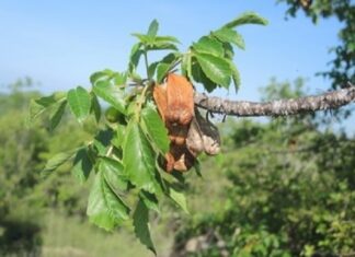 El cuachalalate: aliado natural contra problemas gástricos y más