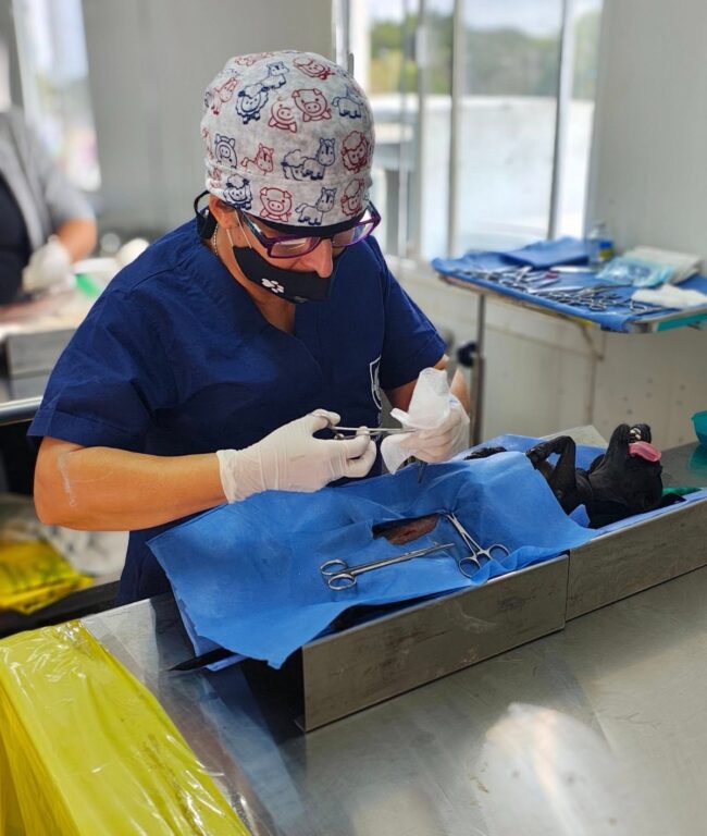 Jornadas esterilización Yucatan