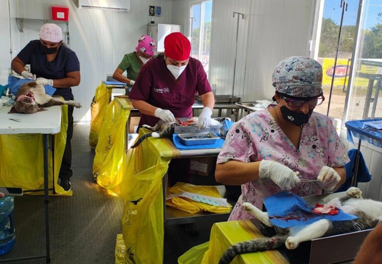 Jornadas esterilización Yucatan