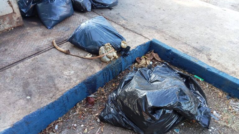 Hallan pieles de perros en mercado de la Madero