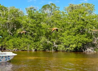 Plan federal de reforestación no basta en Yucatán