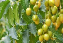 El neem: El árbol medicinal que no debe olvidarse El neem: El árbol medicinal que no debe olvidarse