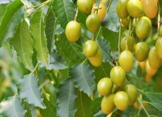 El neem: El árbol medicinal que no debe olvidarse