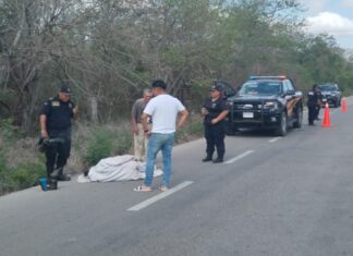 Apicultor es atropellado mientras huía de abejas